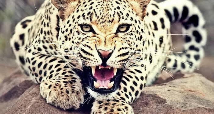 राजापूरात महिलेवर बिबट्याचा हल्ला