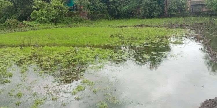 शेतकऱ्यांवर शेती ओसाड ठेवण्याची नामुष्की