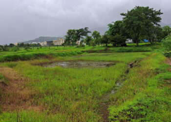 पावसामुळे शेतकरी संकटात