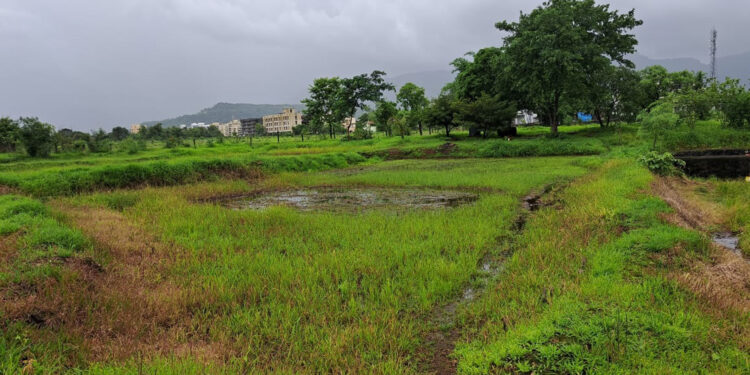 पावसामुळे शेतकरी संकटात