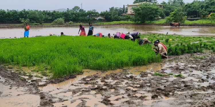 माणगावात सक्षम, शाश्वत भात शेती