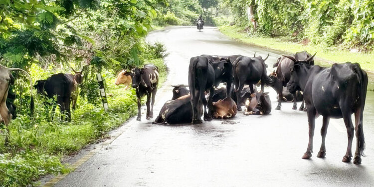 गोमातेला आई म्हणायचं, रक्षण कुणी करायाचं?
