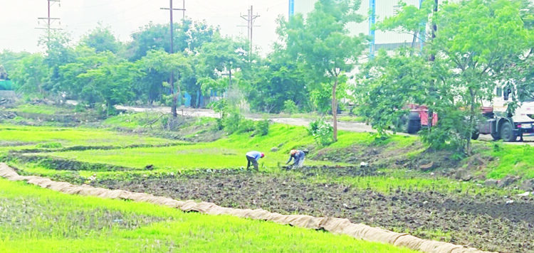 शेतकऱ्यांनी फिरवली शेतीकडे पाठ