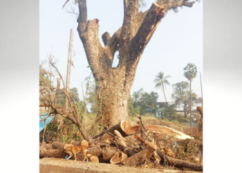 उरणमध्ये पर्यावरणाचे तीनतेरा