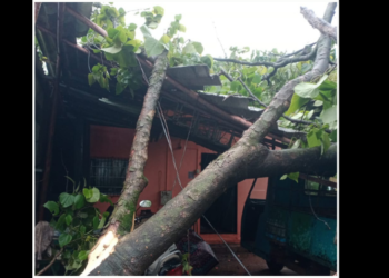 घरावर झाड कोसळून नुकसान