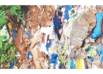 आराठी गावात मृत श्वानांची दुर्गंधी