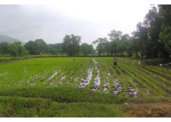 ‌‘पेरभात’ लागवड शेतीसाठी वरदान