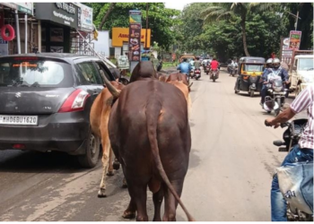 अलिबाग-रेवस मार्गावर मोकाट गुरांचा ठिय्या