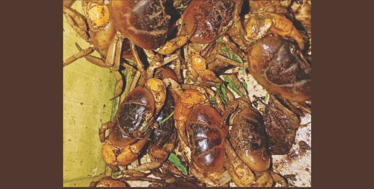 मूठे खरेदीसाठी खवय्यांची गर्दी