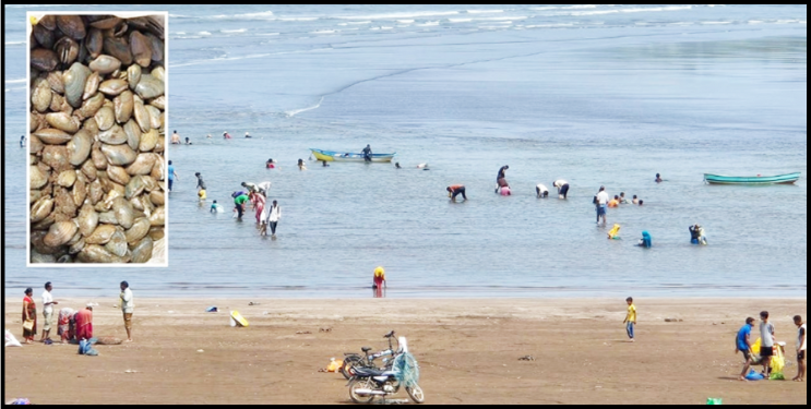 भाट्ये किनाऱ्यावर सापडला समुद्री खजिना