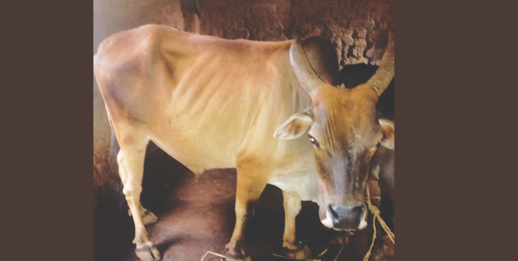 चोरीला गेलेला बैल परतला