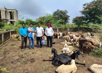 अहिल्याबाई होळकर यांच्या जयंतीनिमित्त शेळ्या मेंढ्याचे लसीकरण