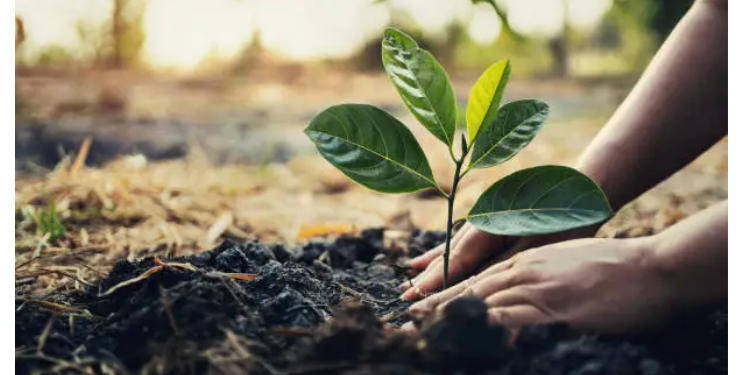 कळंबस्ते येथे ’देवराई’चा शुभारंभ