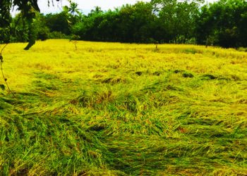 उन्हाळी भातपिकाला अवकाळीचा फटका