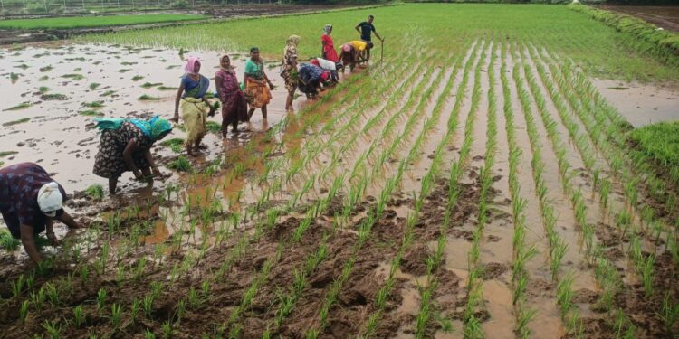 भात लावणी अंतिम टप्प्यात