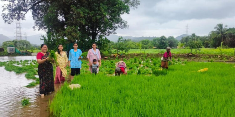 खालापुरात भातशेती लागवडीस प्रारंभ