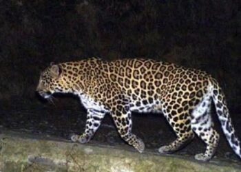 म्हसळ्यात बिबट्याची दहशत