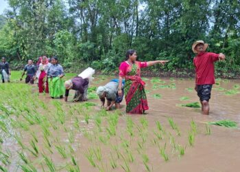 भात लावणीच्या कामांना वेग