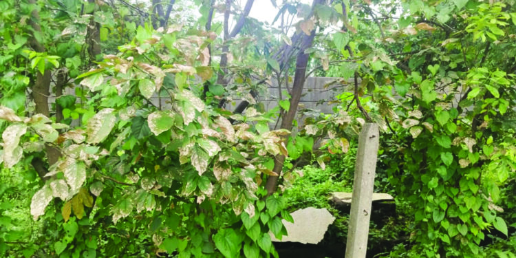 धाटावमधील प्रदूषणाने झाडे कोमेजली