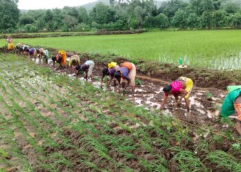 शेतकऱ्यांना चारसूत्री भात लागवडीचे धडे