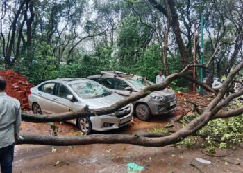 झाड कोसळून गाड्यांचे नुकसान