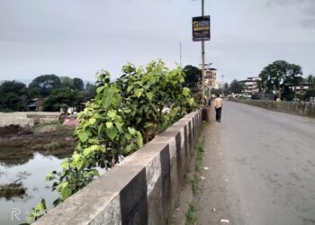 श्रीराम पुलावर उगवली झाडे