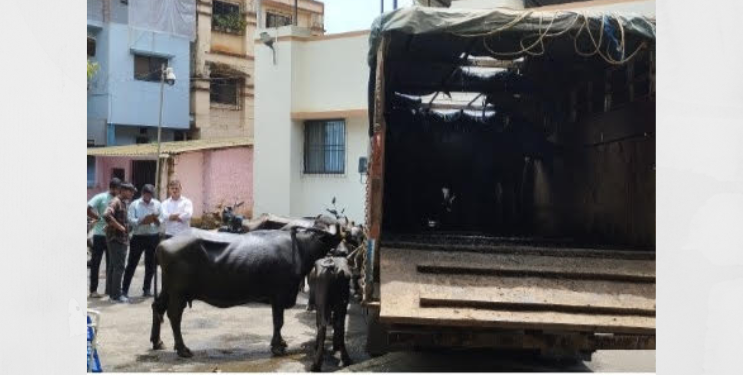 गुरे चोरट्यांविरोधात नागोठणे पोलिसांची धडक कारवाई