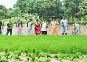 अधिकाऱ्यांनी अनुभवला भात लावणीचा अनुभव