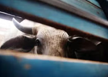 म्हसळ्यात गुरेचोरीच्या घटना सुरूच