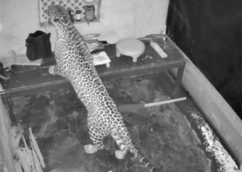 कशेणे गावात बिबट्याचा मुक्तसंचार