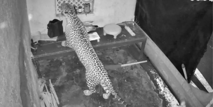 कशेणे गावात बिबट्याचा मुक्तसंचार