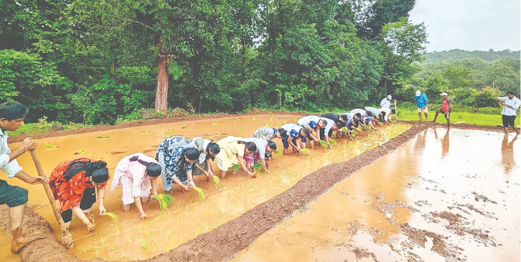 भात लागवडीसाठी शेतकऱ्यांची लगबग