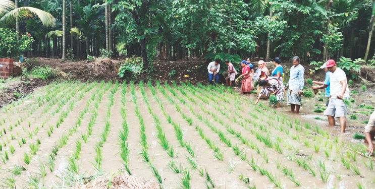 चारसूत्री भात लागवड जोमात