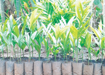 श्रीवर्धनमध्ये रोठा सुपारी लागवडीस प्राधान्य