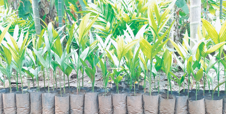 श्रीवर्धनमध्ये रोठा सुपारी लागवडीस प्राधान्य