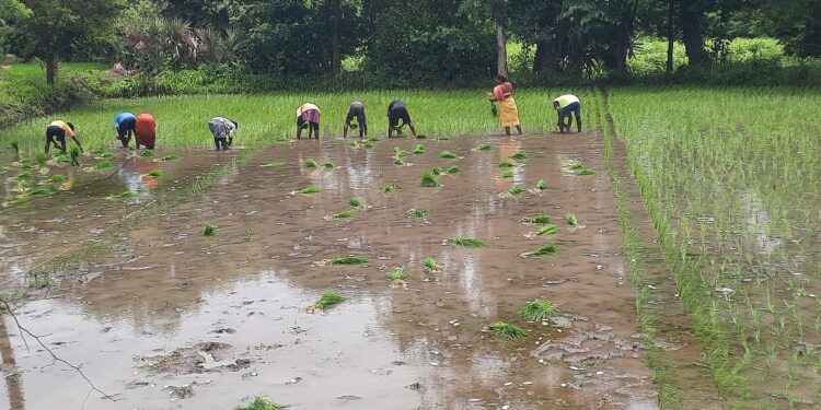 ओसाड जमीन लागवडीखाली