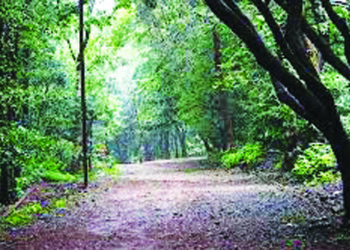 माथेरानसाठी वृक्षसंवर्धन काळाची गरज