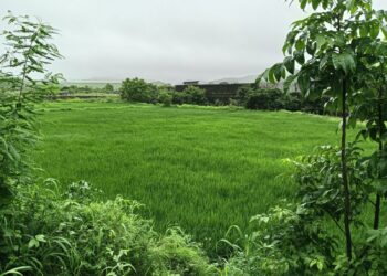 उरणमधील भात शेती धोक्यात