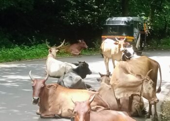 बाप्पाच्या आगमनात गुरांचा अडथळा