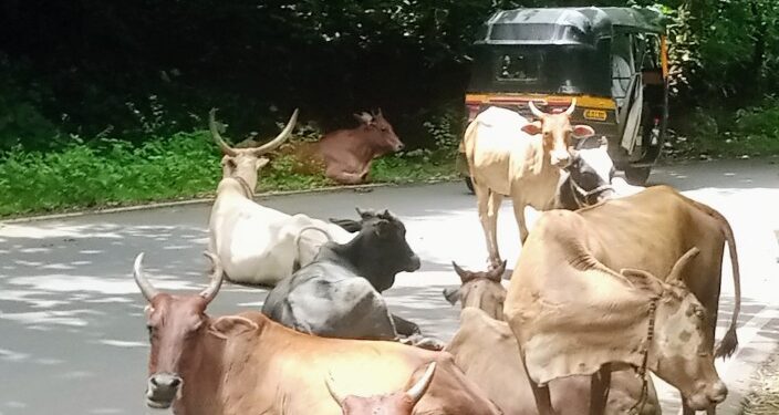 बाप्पाच्या आगमनात गुरांचा अडथळा