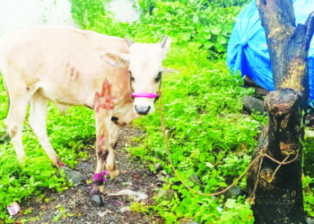 एसटीच्या धडकेने बैल जखमी