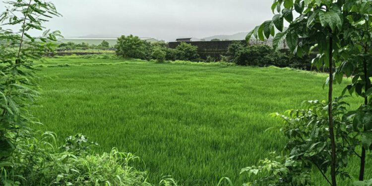 भातशेतीपूरक पावसाने बळीराजा सुखावला