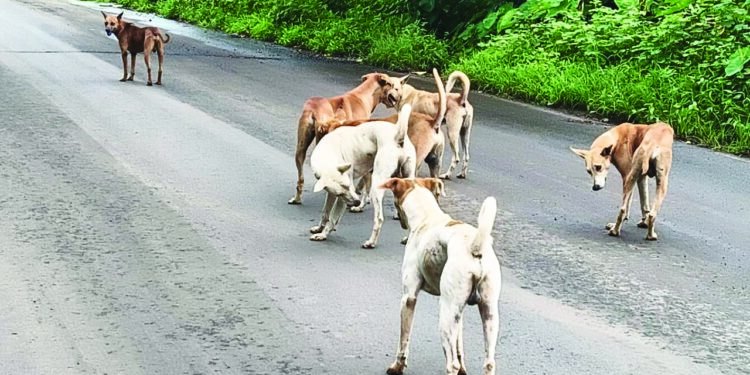 सुतारवाडीत भटक्या कुत्र्यांचा उच्छाद
