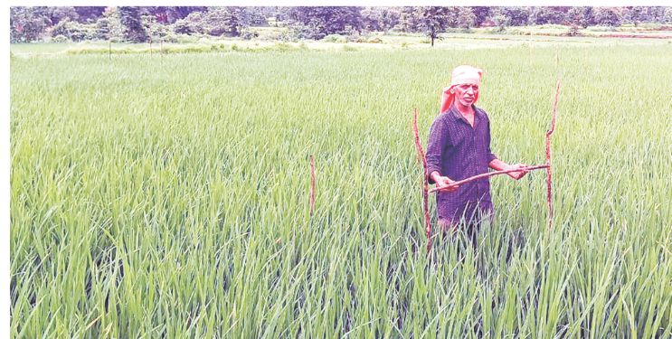 शेतकऱ्यांनी खरीप पिकांसाठी दक्ष राहावे: वैशाली फडतरे