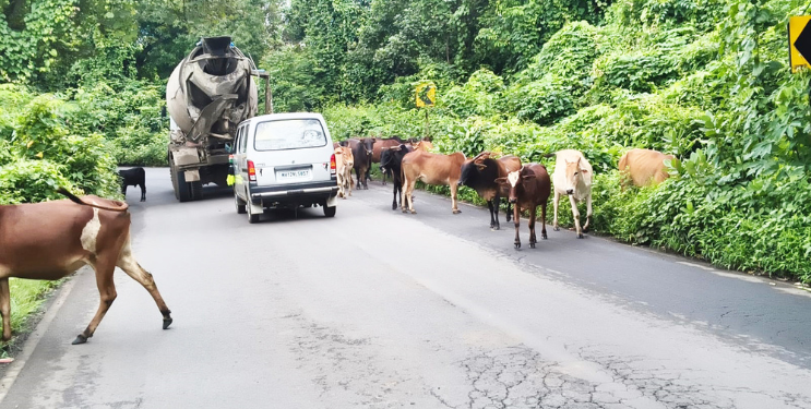 सुतारवाडी नाक्यावर गुरांचा ठिय्या