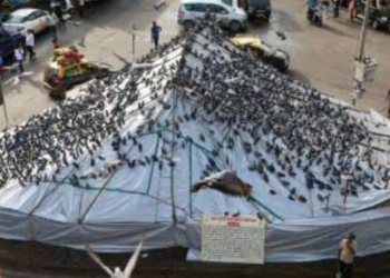 कबुतरखान्यासाठी जैन समाज आक्रमक