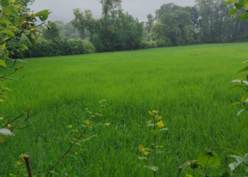 उरण तालुक्यातील भातशेती बहरली