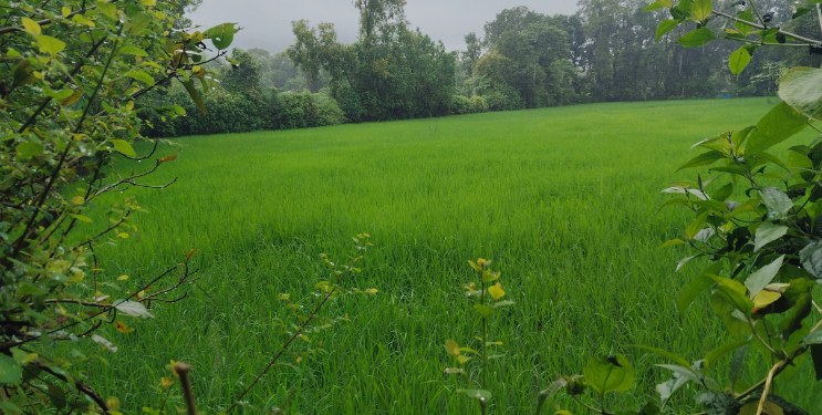 उरण तालुक्यातील भातशेती बहरली