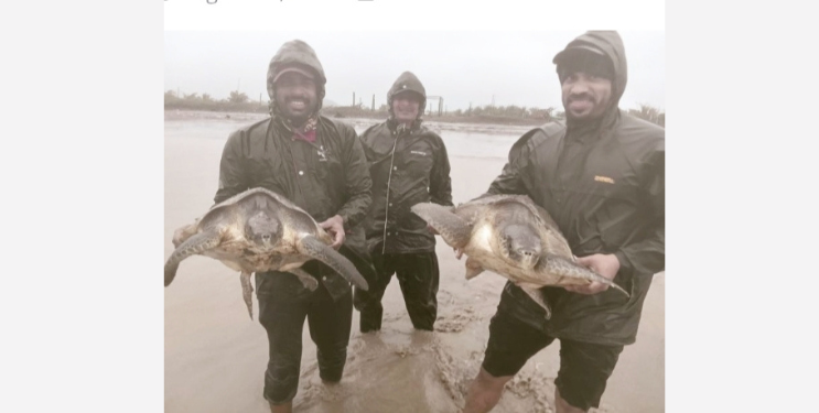 थेरोंडा येथील तरुणांनी दिले ऑलिव्ह रिडले कासवांना जीवनदान