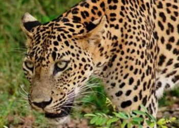 कशेणे, इंदापूरमध्ये बिबट्याचा मुक्तसंचार